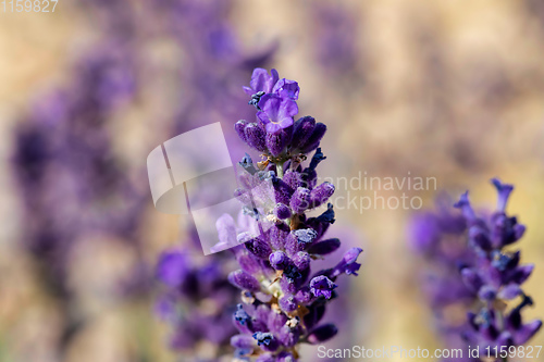 Image of summer lavender flowering in garden