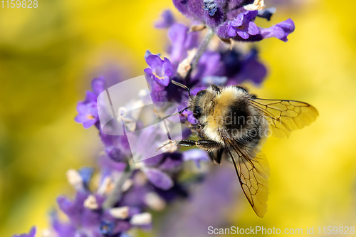 Image of bee on violet lavender