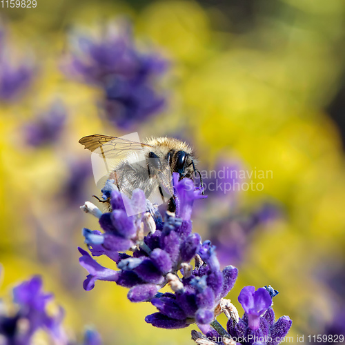 Image of bee on violet lavender