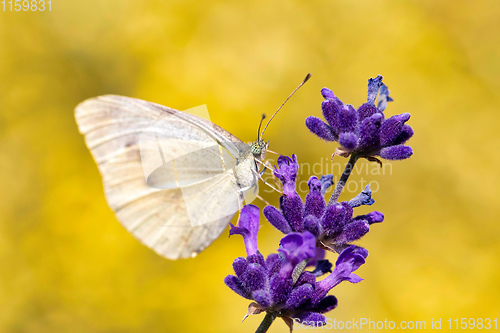 Image of White butterfly on violet lavender