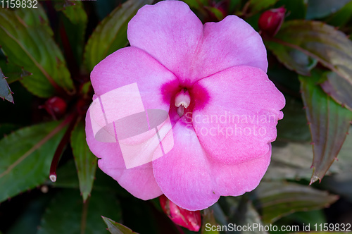 Image of pink New Guinea impatiens flowers in pots