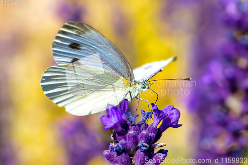 Image of White butterfly on violet lavender