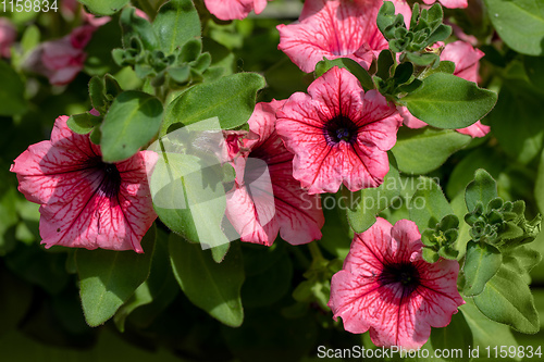 Image of Petunia Surfinia Pink Vein