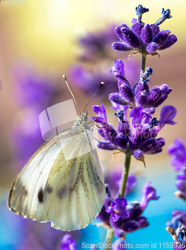 Image of White butterfly on violet lavender