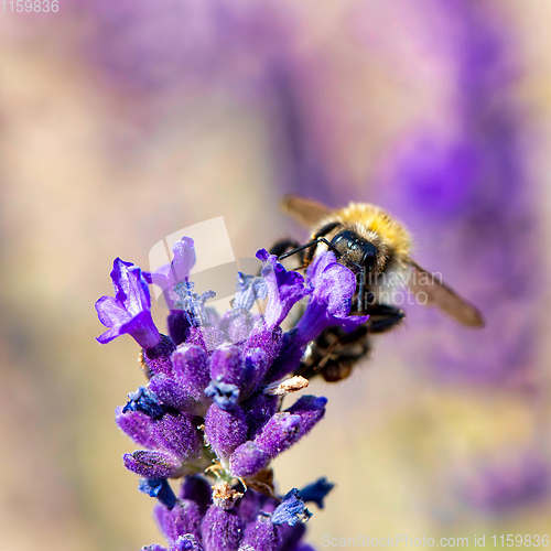 Image of bee on violet lavender