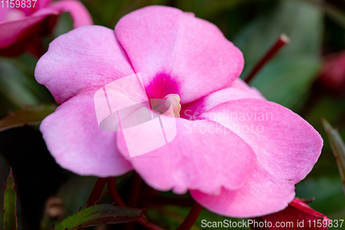 Image of pink New Guinea impatiens flowers in pots