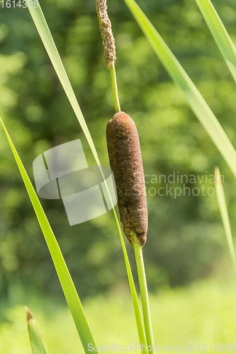 Image of cattail plant