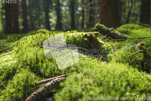 Image of sunny forest scenery