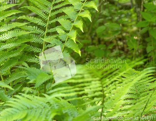 Image of green fern leaves