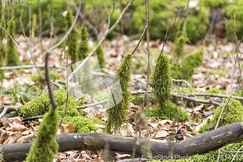 Image of forest ground with mossy stipes