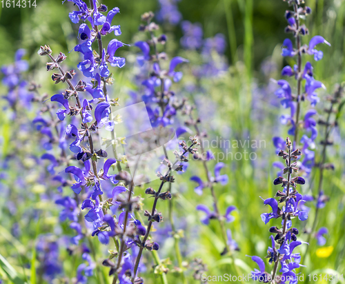 Image of meadow clary flowers