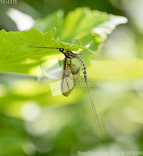 Image of Mayfly in sunny ambiance