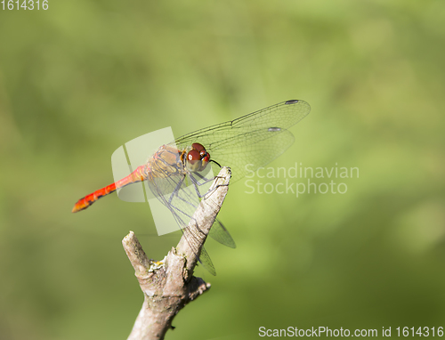 Image of resting dragonfly