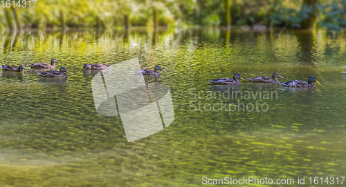 Image of Wild ducks swimming in a pond