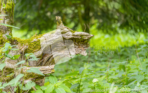 Image of stub and dense vegetation