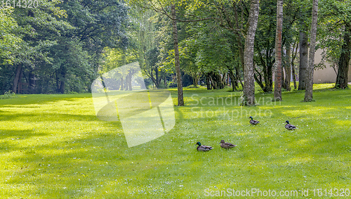 Image of Wild ducks in idyllic park scenery