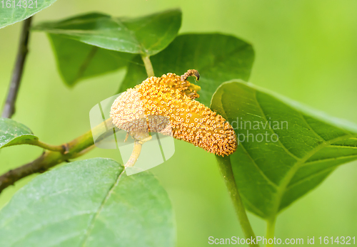 Image of orange plant gall