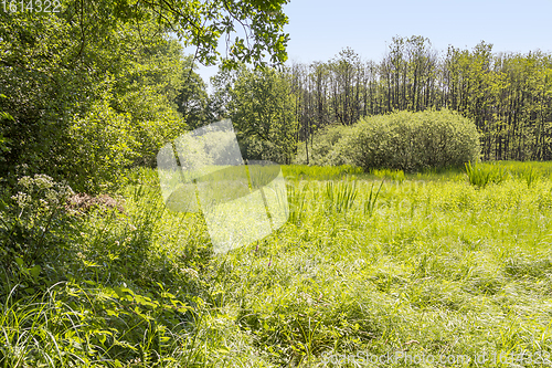 Image of sunny wetland scenery