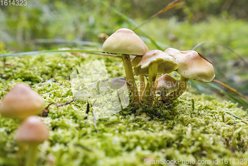 Image of lots of mushrooms