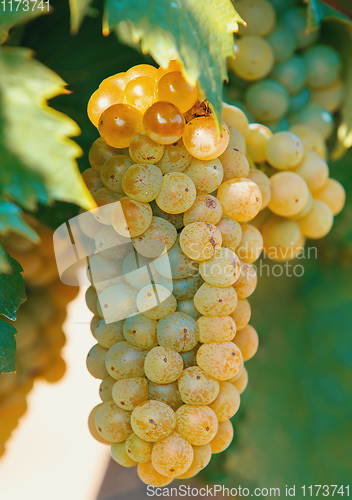 Image of grape wine on Palava Vineyards, Czech Republic