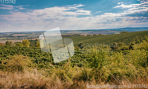 Image of Palava Vineyards. South Moravia Czech Republic