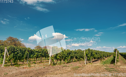 Image of Palava Vineyards. South Moravia Czech Republic