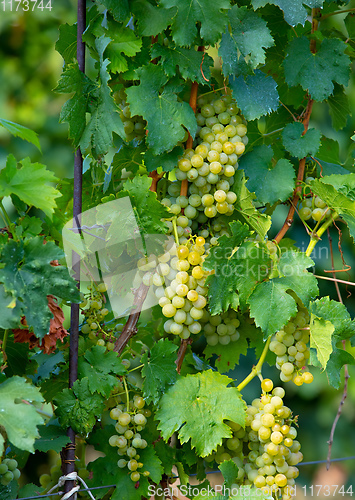 Image of grape wine on Palava Vineyards, Czech Republic