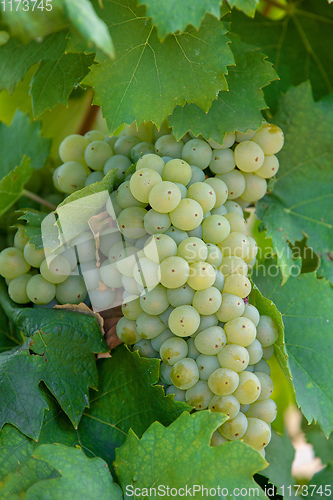 Image of grape wine on Palava Vineyards, Czech Republic