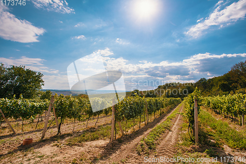 Image of Palava Vineyards. South Moravia Czech Republic