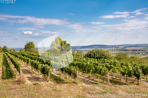 Image of Palava Vineyards. South Moravia Czech Republic