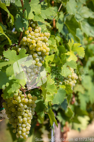 Image of grape wine on Palava Vineyards, Czech Republic