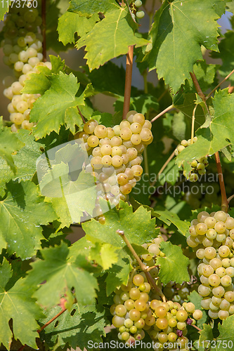 Image of grape wine on Palava Vineyards, Czech Republic
