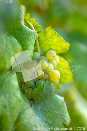 Image of grape wine on Palava Vineyards, Czech Republic