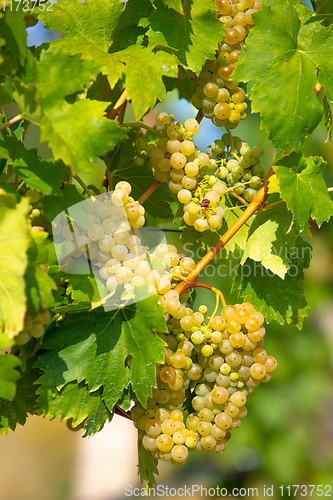 Image of grape wine on Palava Vineyards, Czech Republic