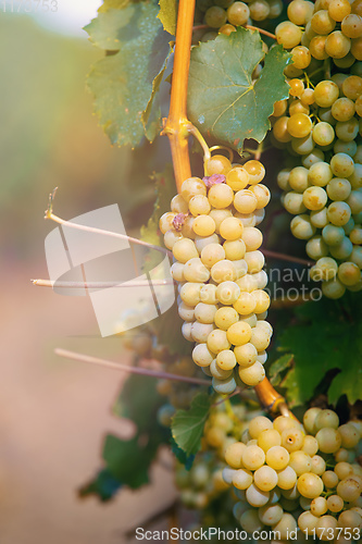 Image of grape wine on Palava Vineyards, Czech Republic