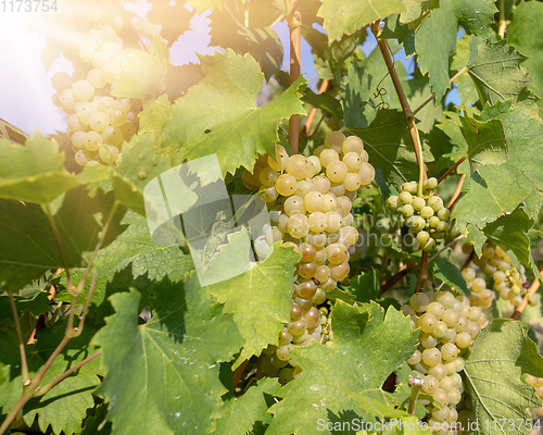 Image of grape wine on Palava Vineyards, Czech Republic