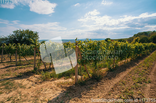 Image of Palava Vineyards. South Moravia Czech Republic