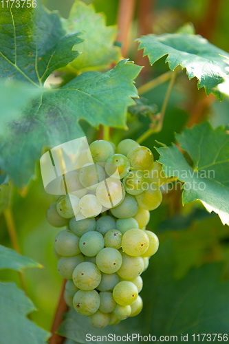 Image of grape wine on Palava Vineyards, Czech Republic