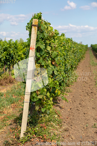 Image of Palava Vineyards. South Moravia Czech Republic