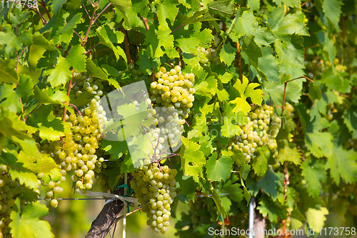 Image of grape wine on Palava Vineyards, Czech Republic