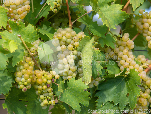 Image of grape wine on Palava Vineyards, Czech Republic