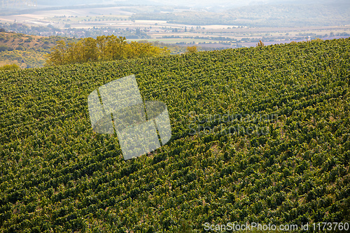 Image of Palava Vineyards. South Moravia Czech Republic