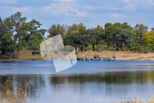 Image of African elephant, Bwabwata Namibia, Africa safari wildlife