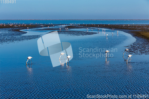 Image of Rosy Flamingo colony in Walvis Bay Namibia, Africa wildlife