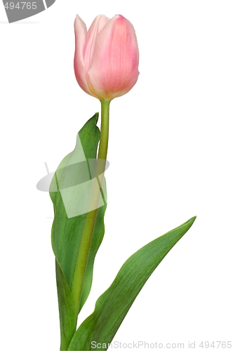 Image of Pink Tulip