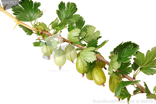 Image of Gooseberry