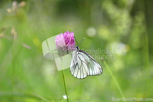 Image of Beautiful butterfly on a pink clover