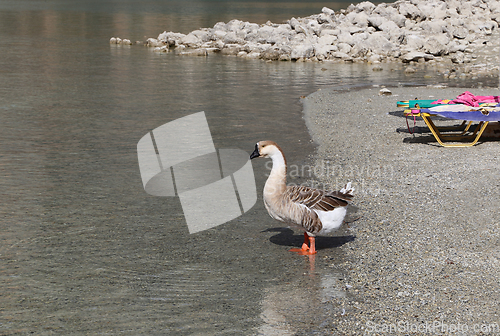 Image of Cute goose on the beach