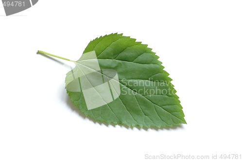 Image of Leaf