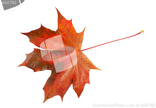 Image of Leaf